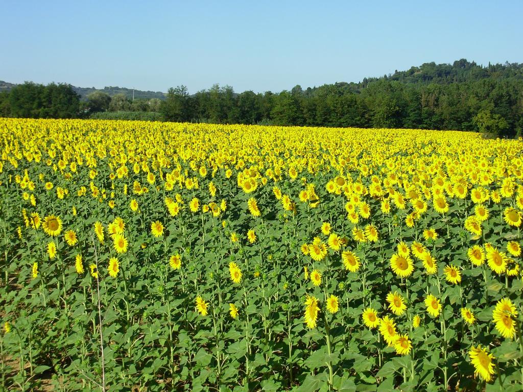 Il Borghetto Tuscan Holidays San Gimignano Bagian luar foto
